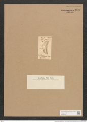 Amphiprora diadema O'Meara (de-Toni-Nr.: Genus 29, Species 1345) Zeichnungen Sammlung Grunow Nr. 2570 (NHMW-BOT-W0369755)